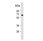 Western blot testing of mouse cerebellum tissue lysate with CCR4-NOT transcription complex subunit 4 antibody. Expected molecular weight: 48-84 kDa (multiple isoforms).