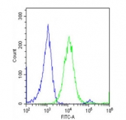 Flow cytometry testing of fixed and permeabilized human U-2 OS cells with CCR4-NOT transcription complex subunit 4 antibody; Blue=isotype control, Green= CCR4-NOT transcription complex subunit 4 antibody.
