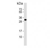 Western blot testing of human MCF7 cell lysate with Latexin antibody. Predicted molecular weight ~26 kDa.