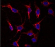 Immunofluorescent staining of human HeLa cells with ERAS antibody (red) and DAPI nuclear stain (blue).