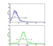 Flow cytometry testing of human HeLa cells with ERAS antibody; Blue=isotype control, Green= ERAS antibody.