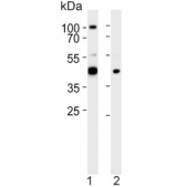 Western blot testing of 1) zebrafish muscle and 2) whole zebrafish lysate with RBM22 antibody. Predicted molecular weight ~47 kDa.