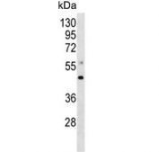 Western blot testing of zebrafish brain lysate with MEK4 antibody. Predicted molecular weight ~44 kDa.