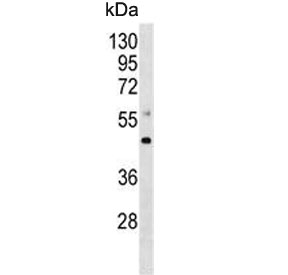 Western blot testing of zebrafish brain lysate with MEK4 antibody. Predicted molecular weight ~44 kDa.