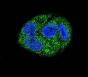 Immunofluorescent staining of human HepG2 cells with KCNIP3 antibody (green) and DAPI nuclear stain (blue).