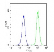 Flow cytometry testing of fixed and permeabilized human U-2 OS cells with GIPC1 antibody; Blue=isotype control, Green= GIPC1 antibody.