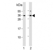 Western blot testing of 1) rat C6 and 2) human U-87 MG cell lysate with KLF9 antibody. Expected molecular weight: 27-35 kDa.