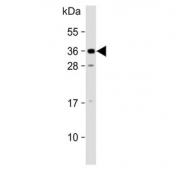 Western blot testing of human U-87 MG cell lysate with KLF9 antibody. Expected molecular weight: 27-35 kDa.