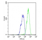 Flow cytometry testing of fixed and permeabilized human HepG2 cells with RNF4 antibody; Blue=isotype control, Green= RNF4 antibody.