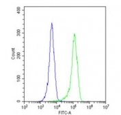 Flow cytometry testing of fixed and permeabilized human A2058 cells with RAB28 antibody; Blue=isotype control, Green= RAB28 antibody.