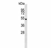 Western blot testing of mouse cerebellum tissue lysate with Stk11 antibody. Predicted molecular weight ~49 kDa.