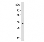 Western blot testing of human SH-SY5Y cell lysate with PRRT2 antibody. Predicted molecular weight ~35 kDa.