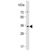 Western blot testing of human brain tissue lysate with PRRT2 antibody. Predicted molecular weight ~35 kDa.