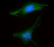 Immunofluorescent staining of fixed and permeabilized human HeLa cells with LZIC antibody (green) and DAPI nuclear stain (blue).