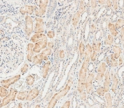 IHC testing of FFPE human kidney tissue with LZIC antibody. HIER: steam section in pH9 EDTA for 20 min and allow to cool prior to staining.
