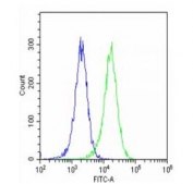 Flow cytometry testing of fixed and permeabilized human HeLa cells with LZIC antibody; Blue=isotype control, Green= LZIC antibody.