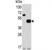 Western blot testing of 1) non-transfected and 2) transfected 293 cell lysate with ATG4B antibody.
