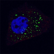 Immunofluorescent staining of fixed and permeabilized human U-251 cells (treated with 50 uM Chloroquine for 16 hr) with ATG4B antibody (green) and Hoechst 33342 nuclear stain (blue).
