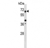 Western blot testing of human HL60 cell lysate with ATG4D antibody. Expected molecular weight: 53-56 kDa.