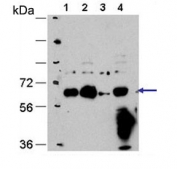 Western blot testing of 1) monkey COS7, 2) human HEK293, 3) MEF (mouse embryonic fibroblasts) and 4) human HeLa cell lysate with Autophagin 4D antibody. Expected molecular weight: 53-56 kDa. Data courtesy of Drs. Jiefei Geng and Dan Klionsky, University of Michigan.