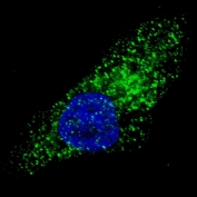 Immunofluorescent staining of fixed and permeabilized human U-251 cells (treated with 50 uM Chloroquine for 16 hr) with ATG9A antibody (green) and Hoechst 33342 nuclear stain (blue).