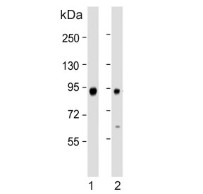 Western blot testing of human 1) A375 and 2) HepG2 cell lysate with ATG9A antibody. Predicted molecular weight ~94 kDa.