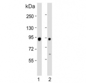 Western blot testing of human 1) A375 and 2) HepG2 cell lysate with ATG9A antibody. Expected molecular weight: 94-110 kDa depending on glycosylation level.