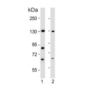 Western blot testing of human 1) K562 and 2) HEK293 cell lysate with Rubicon antibody. Expected molecular weight ~130 kDa.