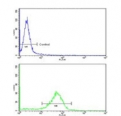 Flow cytometry testing of human MDA-231 cells with Rubicon antibody; Blue=isotype control, Green= Rubicon antibody.