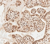 IHC testing of FFPE human placenta tissue with MOX-2 antibody. HIER: steam section in pH9 EDTA for 20 min and allow to cool prior to staining.