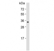 Western blot testing of human MCF7 cell lysate with MOX-2 antibody. Predicted molecular weight ~34 kDa.