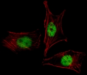 Immunofluorescent staining of fixed and permeabilized mouse NIH 3T3 cells with MOX-2 antibody (green) and anti-Actin (red).