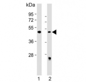Western blot testing of human 1) HeLa and 2) MCF7 cell lysate with ALKBH5 antibody. Predicted molecular weight: ~52 kDa.