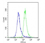 Flow cytometry testing of fixed and permeabilized human U-2 OS cells with ALKBH5 antibody; Blue=isotype control, Green= ALKBH5 antibody.