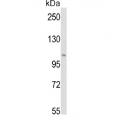 Western blot testing of human HeLa cell lysate with PI3KC3 antibody. Predicted molecular weight ~102 kDa.