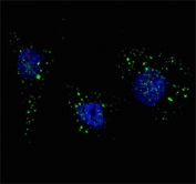 Immunofluorescent staining of fixed and permeabilized human U-251 cells (treated with 50 uM Chloroquine for 16 hr) with PI3KC3 antibody (green) and Hoechst 33342 nuclear stain (blue).
