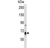Western blot testing of mouse heart tissue lysate with HBS1L antibody. Predicted molecular weight ~75 kDa.