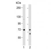 Western blot testing of human 1) brain and 2) heart tissue lysate with HBS1L antibody. Predicted molecular weight ~75 kDa.