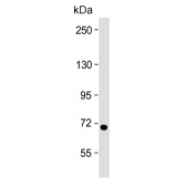 Western blot testing of human Jurkat cell lysate with HBS1L antibody. Predicted molecular weight ~75 kDa.