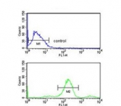 Flow cytometry testing of human MCF7 cells with RuvB-like 1 antibody; Blue=isotype control, Green= RuvB-like 1 antibody.