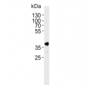 Western blot testing of human HeLa tissue lysate with TOPK antibody. Predicted molecular weight ~36 kDa.