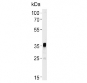 Western blot testing of mouse testis tissue lysate with TOPK antibody. Predicted molecular weight ~36 kDa.