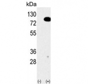 Western blot testing of 1) non-transfected and 2) transfected 293 cell lysate with EIF4B antibody.