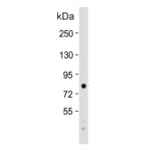 Western blot testing of human HeLa cell lysate with EIF3B antibody. Predicted molecular weight ~69 kDa.