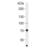 Western blot testing of human SH-SY5Y cell lysate with ZNF219 antibody. Predicted molecular weight ~77 kDa.