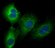 Immunofluorescent staining of fixed and permeabilized human A549 cells with PRSS57 antibody (green) and DAPI nuclear stain (blue).