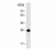 Western blot testing of human spleen tissue lysate with PRSS57 antibody. Predicted molecular weight ~30 kDa.