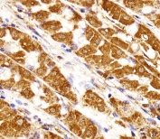 IHC testing of FFPE human kidney tissue with Nuclear matrix protein 2 antibody. HIER: steam section in pH6 citrate buffer for 20 min and allow to cool prior to staining.