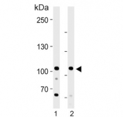 Western blot testing of human 1) HL60 and 2) U-87 MG cell lysate with Nuclear matrix protein 2 antibody. Predicted molecular weight ~107 kDa.