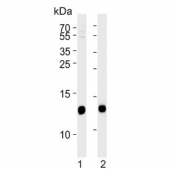 Western blot testing of human 1) HeLa and 2) 293T cell lysate with VAMP-8 antibody. Predicted molecular weight ~11 kDa.